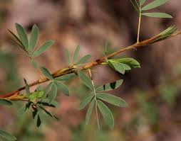 Image result for Kotschya