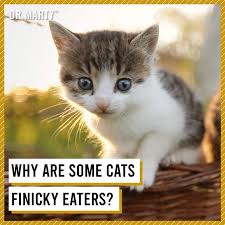 Marty dog food claims to be a breakthrough in veterinary science and focuses more on preventing the deterioration of your pet's health rather than curing a disease. Dr Marty Pets Dr Marty Premium Cat Food Facebook