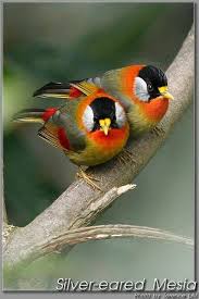 Pin On Fine Feathered Friends