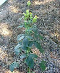 Image result for Crotalaria gazensis