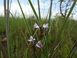 Image result for Brachycorythis friesii