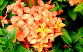 Image result for Ixora praetermissa