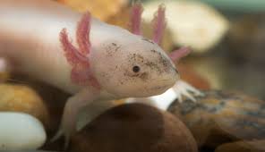 Habitat, external gills, lifespan, pet care, range, and nearly eternal youth. Axolotl Haltung Urzeitliche Aquarienbewohner Zooroyal Magazin