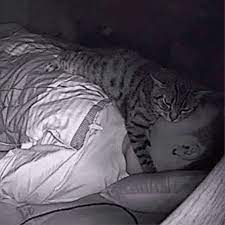 Photos Of Cat Sitting On Owner S Chest Popsugar Pets
