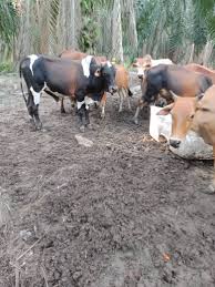 Umurnya masih muda, baru 33 tahun. Ternakan Qurban Ternakan Lembu Untuk Di Jual