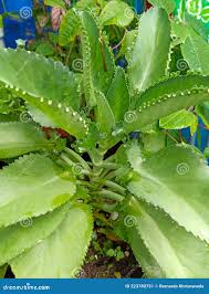 Image result for Kalanchoe pinnata