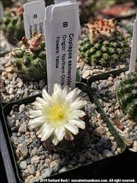 216 south rosemead blvd pasadena, california 91107 (united states). California Cactus Center In Pasadena