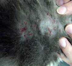 Image result for flea bite