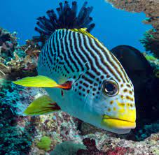 Australia's great barrier reef is the world's largest coral reef, covering over 350,000 square kilom. Great Barrier Reef Auf Entdeckertour In Australiens Schatzkiste Welt