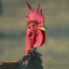 Bird With No Feathers On Neck Pin On Chickens Are My Love