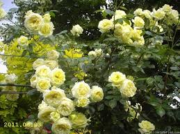 Elfe Rose Photo Tantau Climber Rosen Garten