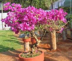 Image result for Bougainvillea sp. cultivar