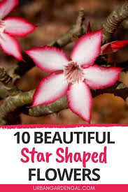 10 Beautiful Star Shaped Flowers Home Flower Arrangements Star Shape Flower Guide