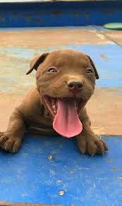 eyup koc adli kullanicinin amstaff panosundaki pin