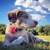 They are also delightful and loyal companions and great family dogs. Https Encrypted Tbn0 Gstatic Com Images Q Tbn And9gcsvkpoa 6bqwi3k2szwg0nygczavb1lyplh 1scbbe Usqp Cau
