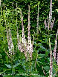 In the wild, they're found in a wide range of conditions from woodland, meadows, river banks and thickets, and. Veronicastrum Virginicum Erica At Digging Dog Nursery