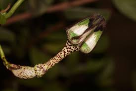 Image result for Ceropegia nilotica