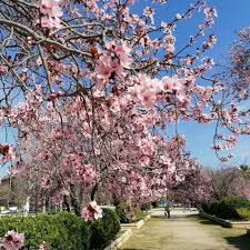 La Floracion De Los Almendros En Zaragoza En 2020 Zaragoza Floracion Parques
