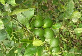 Image result for Citrus × limon