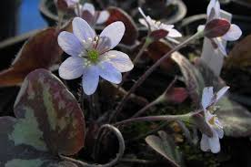 Here are some you need to do. Gone To Seed Ephemeral Spring Blooms Beech Hollow Farms