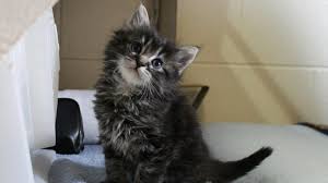 Young kittens, long haired cats, cats in crowded conditions such as shelters, and those with other. Nevada Humane Society Offer Free Adoptions Of Ringworm Cats And Kittens Krnv