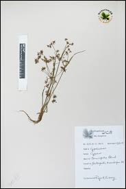 Image result for Cyperus tenuispica