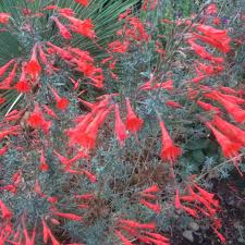 Image result for Epilobium