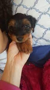 Maybe you would like to learn more about one of these? Yorkshire Terrier Puppy For Sale In Rochester Mn Adn 34877 On Puppyfinder Com Gender Femal Yorkie Puppy For Sale Yorkshire Terrier Yorkshire Terrier Puppies