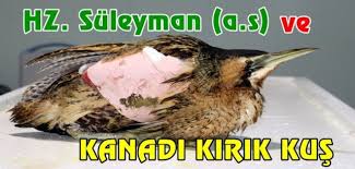 Sultanim Kusu Avlamak Istedim Once Kacmadi Yaklastim Yine Kacmadi Teslim Olacagini Dusunup Atladim Yakalayacagim Esnada Kacti Ve Kanadi Kirild Kusu Sultan