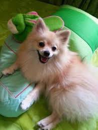 See the top 10 ranked pet insurance in 2021 & make an informed purchase. Price Cost Of Pomeranian Puppies