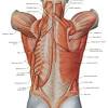 20.03.2020 · related posts of bones of the head neck and shoulder human body diagram of bones and muscles. 1