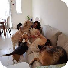 We did not find results for: Best Affordable Dog Boarding Service In Dubai Uae Romis Home
