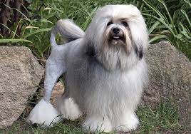 Most likely in germany as the name löwchen means little lion in german. Lowchen Little Lion Dog Breeds