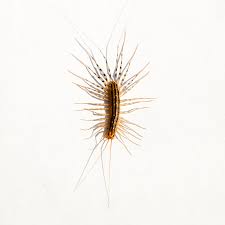 I see a few of hairy centipedes in our basement, are they dangerous? House Centipede Identification Behavior Anderson Pest Solutions