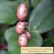 Image result for Dioscorea schimperiana