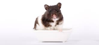 Konnen Goldhamster Schwimmen