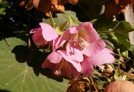 Image result for Malvaceae: Byttnerioideae, Helicteroideae
