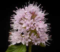 Image result for Mentha aquatica