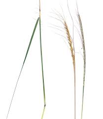 Image result for Urelytrum