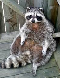 Pin On Spirit Animal