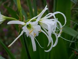 Image result for Ismene narcissiflora
