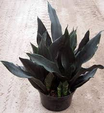 Their amazing appearance and extraordinary benefits make them on the top of the houseplant list. Snake Plant Care Growing The Mother In Law S Tongue Epic Gardening Snake Plant Plants Snake Plant Care