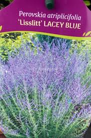 Image result for Perovskia atriplicifolia lacey blue lisslitt photo
