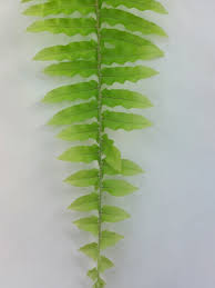 Image result for ledviník