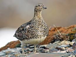 Image result for Sartidia angolensis