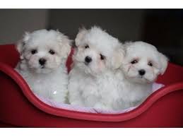 Our vet assured us that the puppy is in an excellent health condition!!! Maltese Dog Breed Price In India