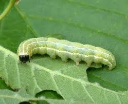 Image result for Cosmia diffinis