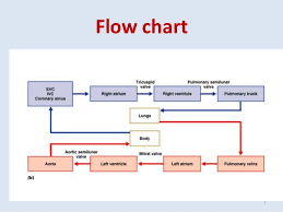 high quality flow chart of the heart cardiac flow chart