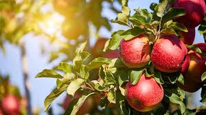 Wann schneide ich meine obstbäume: Obstbaume Schneiden Tipps Anleitung Herold At