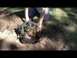 I am thinking of adding sweet peet to mmy garden this year instead of organic leaf/grassclipping/manure compost i added last year from a local landscape supply. Hedging Poor Soil With Sweet Peet Youtube